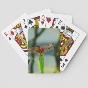 Spoted Red and Black Dragonfly Casinokort