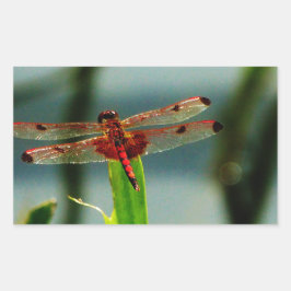 Spoted Red and Black Dragonfly Rektangulärt Klistermärke