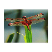 Spoted Red and Black Dragonfly