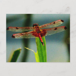 Spoted Red and Black Dragonfly Vykort