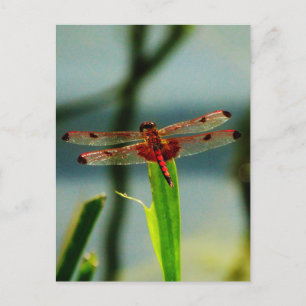 Spoted Red and Black Dragonfly Vykort