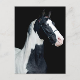 Spoted Saddle Horse Vykort