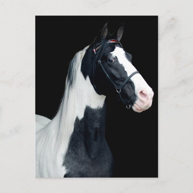 Spoted Saddle Horse Vykort (Framsida)