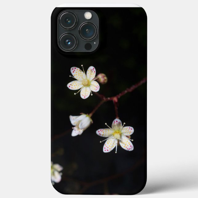 Spoted Saxifrage for telefoner (Baksida)