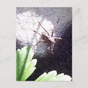 Spoted Spider Vykort