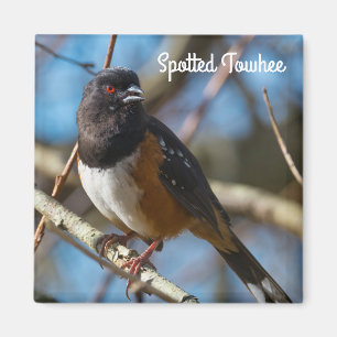 Spoted Towhe Magnet