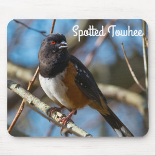Spoted Towhe Musmatta