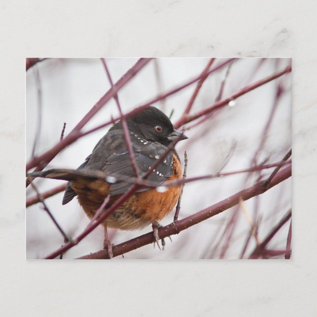 Spoted Towhe Vykort (Framsida)