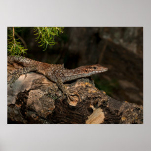 Spoted Träd Monitor Poster