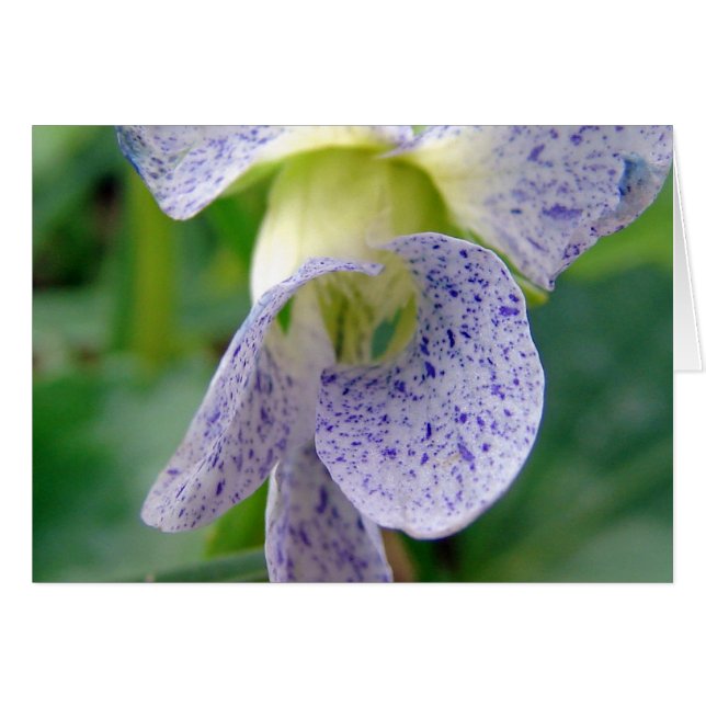 Spoted Violet Hälsningskort (Framsidan Horizontal)