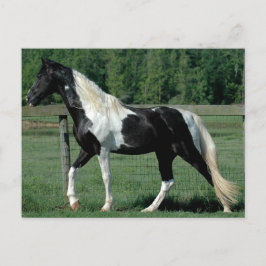 Spoted Walker Vykort