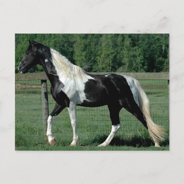 Spoted Walker Vykort (Framsida)