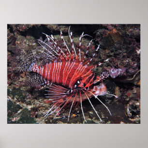 Spotfin lionfisk II Poster