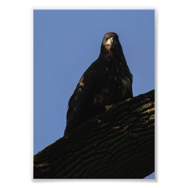 Spotlight Fototryck (Framsidan)