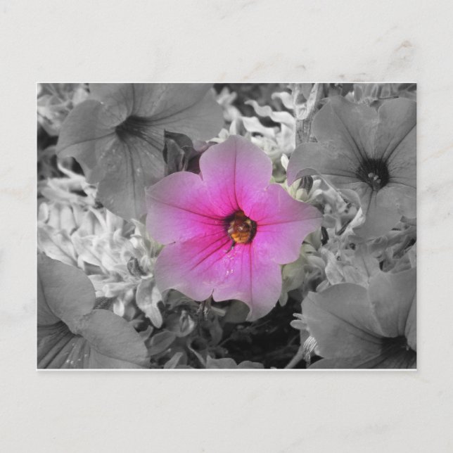 Spotlight Vykort (Framsida)