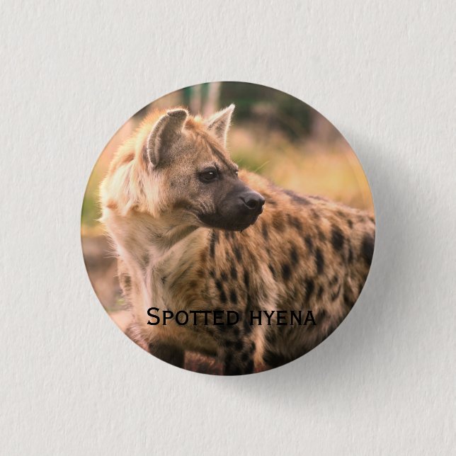 Spotted hyena：Savannah sunset Knapp (Framsida)