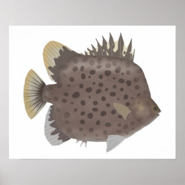 Spotted Scat Poster