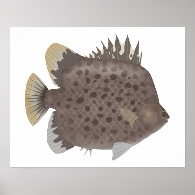 Spotted Scat Poster (Framsidan)