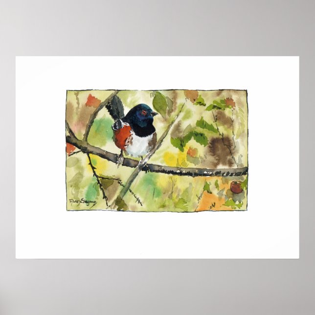 Spotted Towhee, bird image, wall art, decoration Poster (Framsidan)