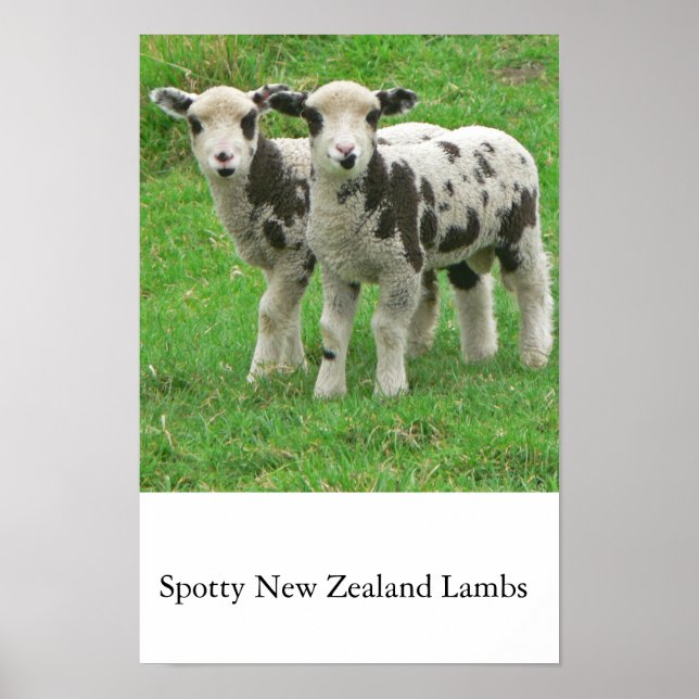 Spotty NZ Lambs Poster (Framsidan)