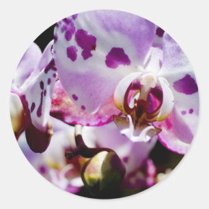 Spotty Orchid Runt Klistermärke