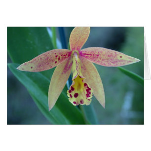 Spräcklig Cattleya Orchid Hälsningskort