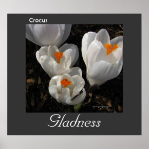 Språk av affischen för blommakrokusglädje poster