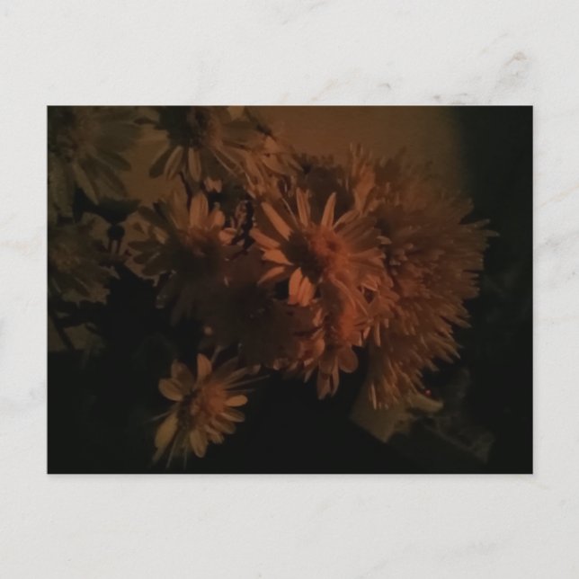 Spray chrysanthemums under dim lighting vykort (Framsida)