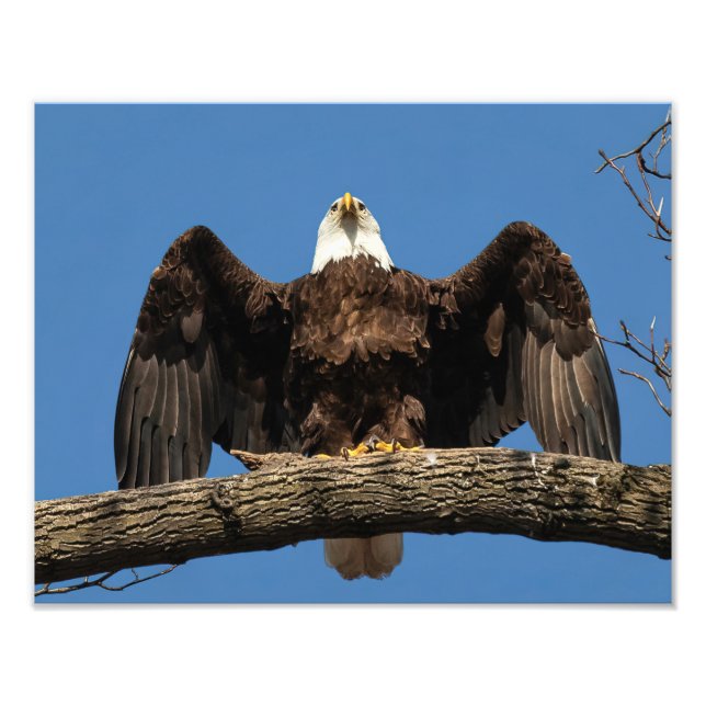 Spread Eagle Fototryck (Framsidan)