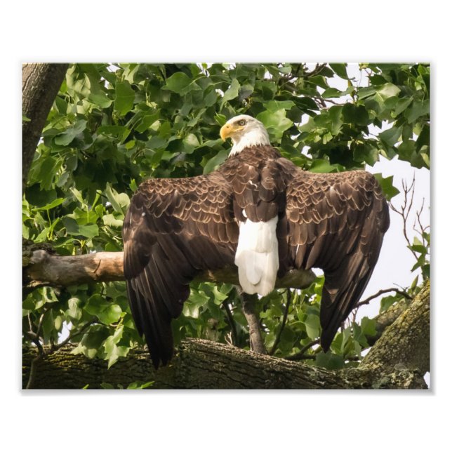 Spread Eagle Fototryck (Framsidan)