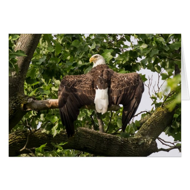 Spread Eagle Hälsningskort (Framsidan Horizontal)