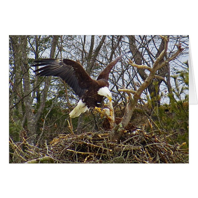 Spread Eagle OBS Kort (Framsidan Horizontal)