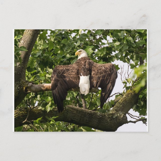 Spread Eagle Vykort (Framsida)