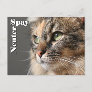Spreja / Neuter Vykort
