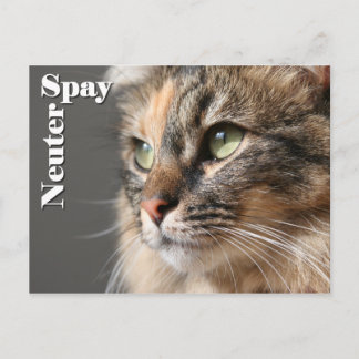 Spreja / Neuter Vykort