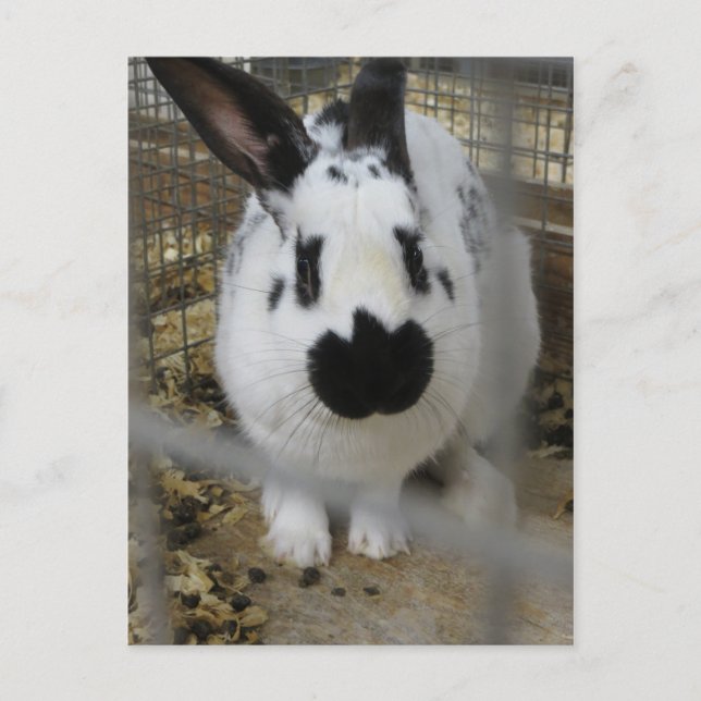 Sprickad kanin vykort (Framsida)