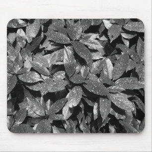 Sprickad Laurel, Aucuba Japonica - B/W Musmatta