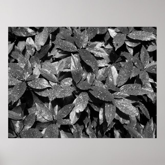 Sprickad Laurel, Aucuba Japonica - B/W Poster (Framsidan)