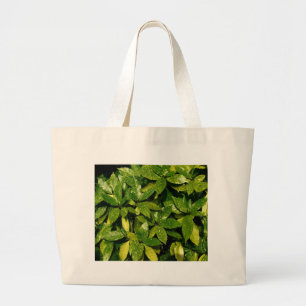 Sprickad Laurel, Aucuba Japonica Jumbo Tygkasse