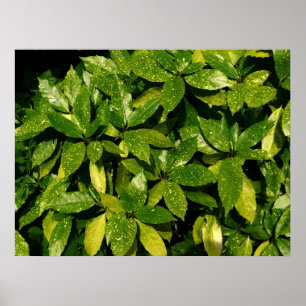 Sprickad Laurel, Aucuba Japonica Poster