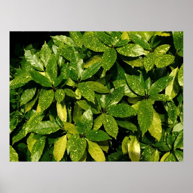 Sprickad Laurel, Aucuba Japonica Poster (Framsidan)