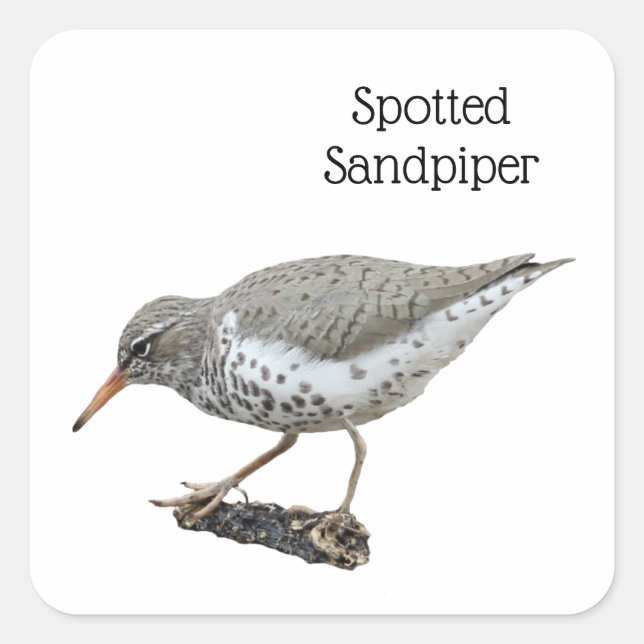 Sprickad sandpiper fyrkantigt klistermärke (Framsida)