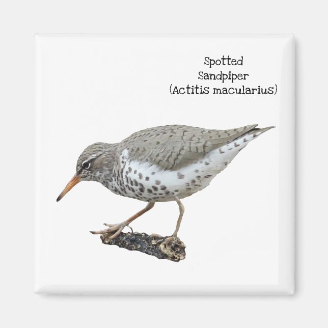 Sprickad sandpiper magnet (Framsidan)