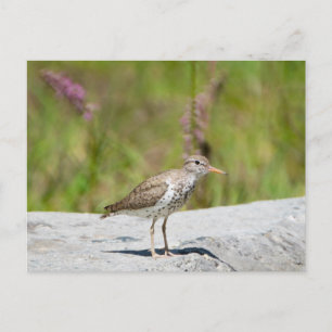 Sprickad sandpiper vykort