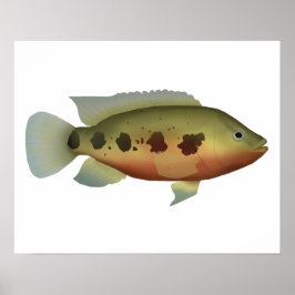 Sprickad Tilapia Poster