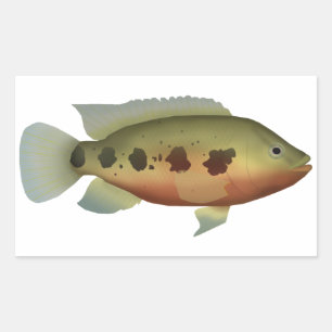 Sprickad Tilapia Rektangulärt Klistermärke