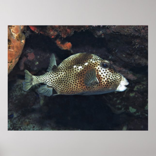 Sprickad trunkfisk poster (Framsidan)