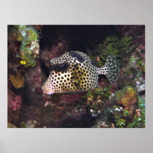 Sprickad trunkfisk poster
