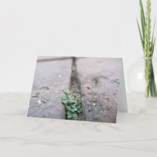 Sprickamurgröna av Richard Dodd Kort