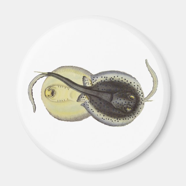 Sprickiga vintagar, havslevande djur magnet (Framsidan)